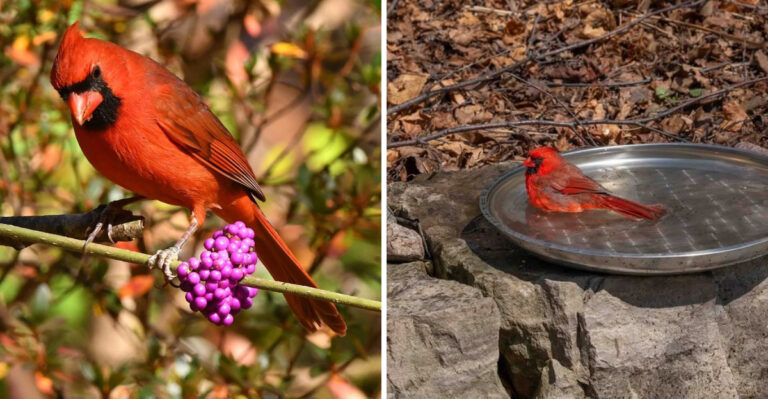 7 Simple Ways To Attract Northern Cardinals To Your Georgia Yard