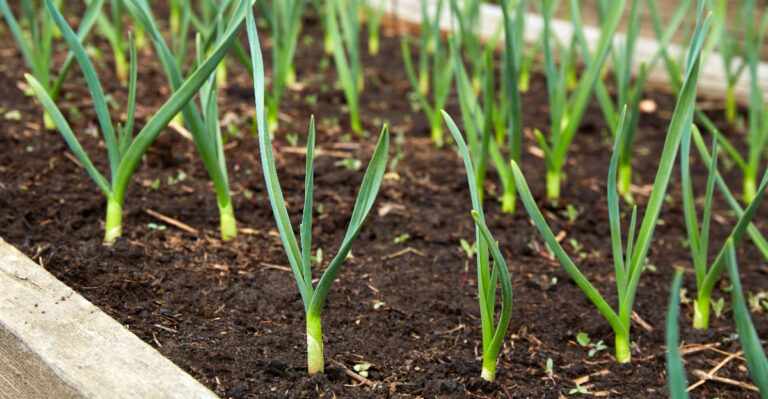 garlic (featured image)