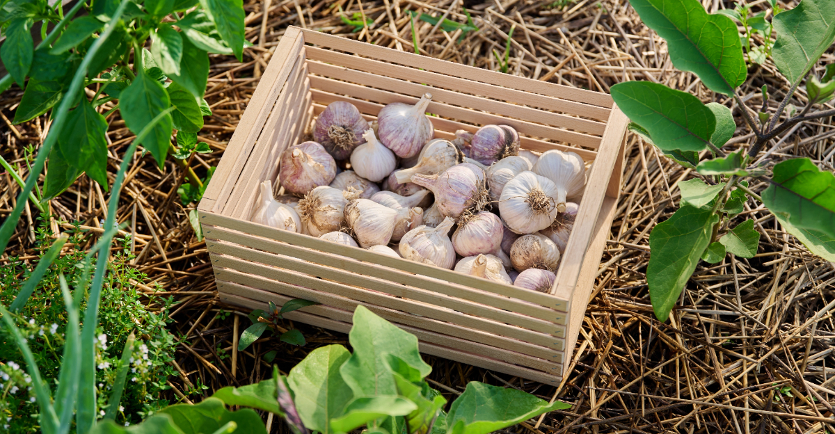 garlic (featured image)