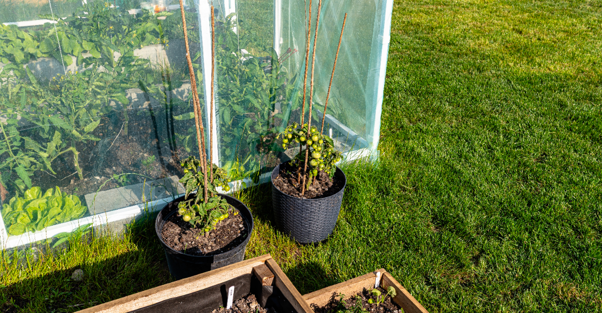 Tomatoes (featured image)