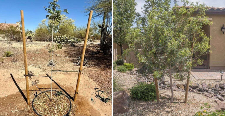 7 Things That Help Young Trees Survive And Thrive In Arizona’s Dry Soil