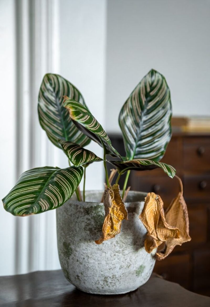Dry Indoor Air Causes Leaf Edges To Turn Brown