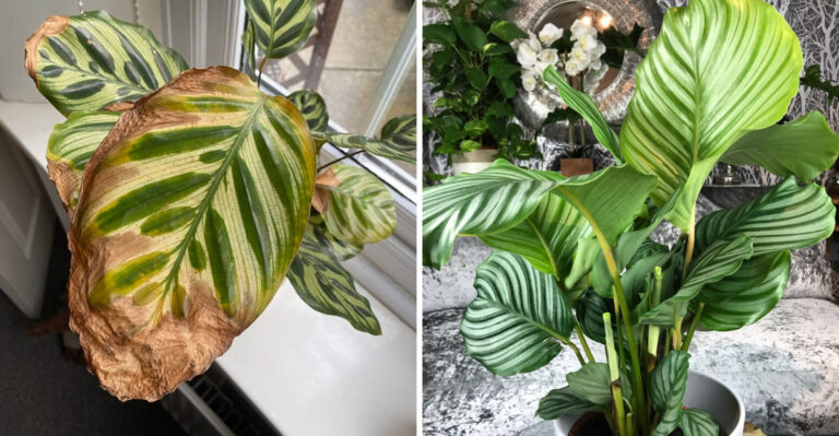 7 Things That Make Calathea Struggle Indoors In Arizona