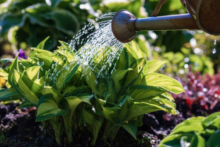 watering hostas