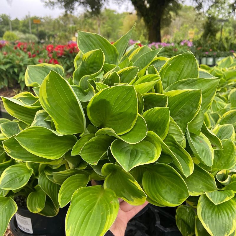 Plant Them In The Right Light (Morning Sun, Afternoon Shade)