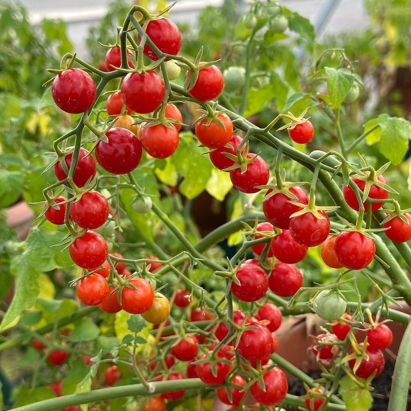 Choose Heat-Tolerant Tomato Varieties For Arizona