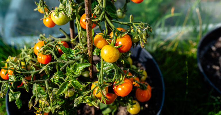 tomatoes (featured image)