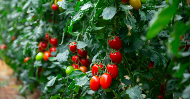 tomato growing