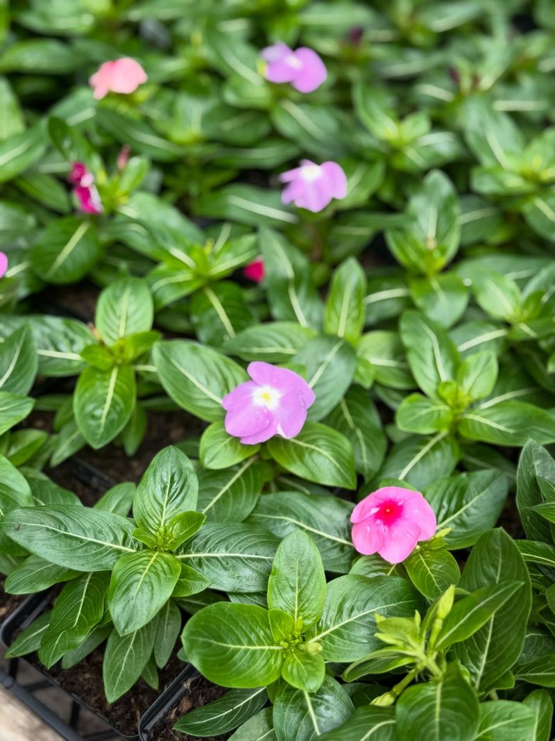 Vinca Keeps Blooming Through Extreme Heat Conditions