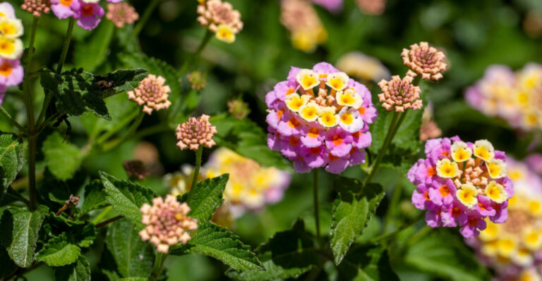 lantana (featured image)