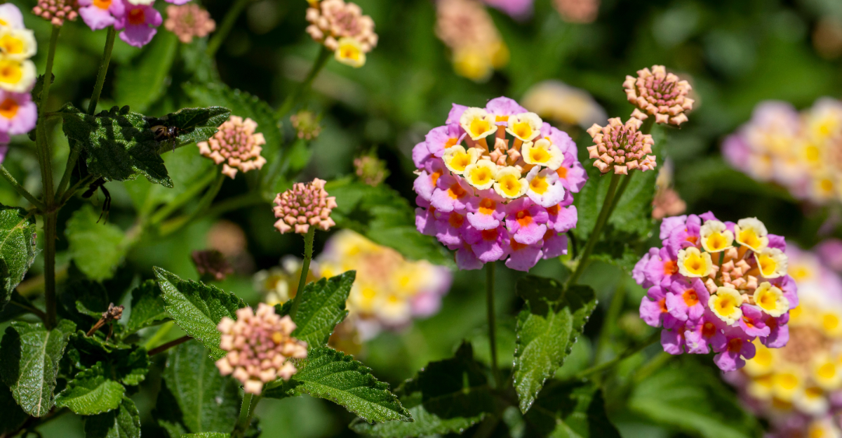 lantana (featured image)