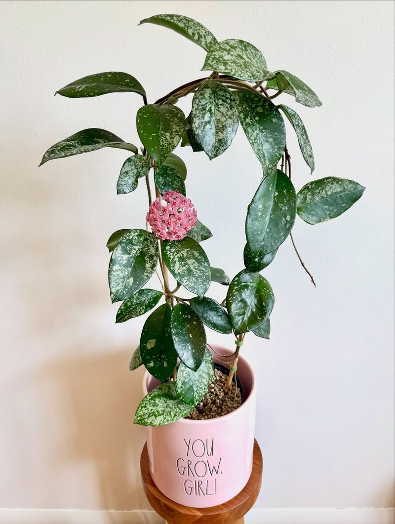 Bright Indirect Light Helps Trigger Blooms