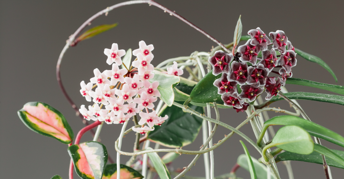 hoya (featured image)