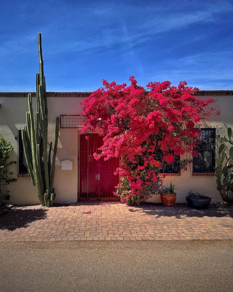 Bougainvillea Thrives In Full Sun