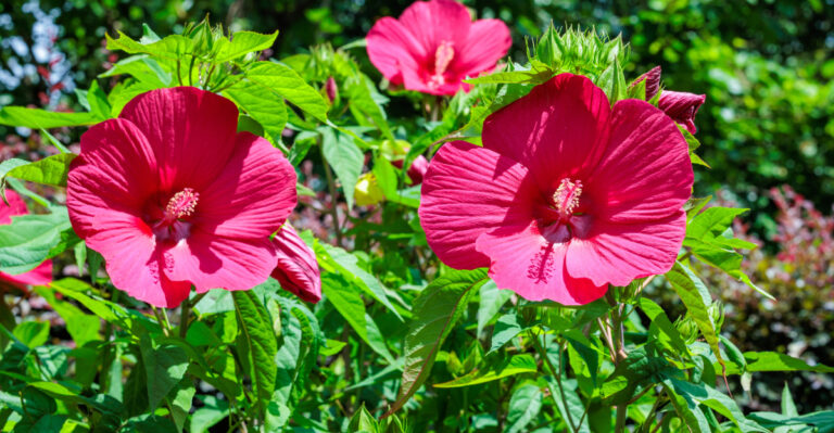 plant (featured image)