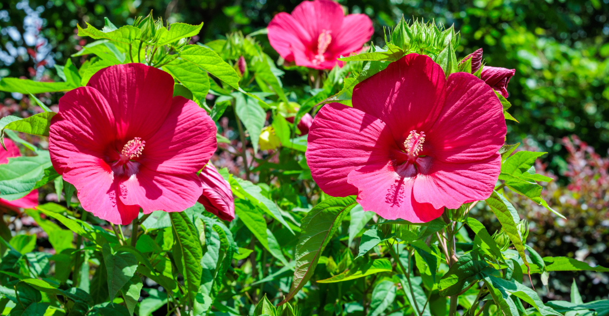 plant (featured image)