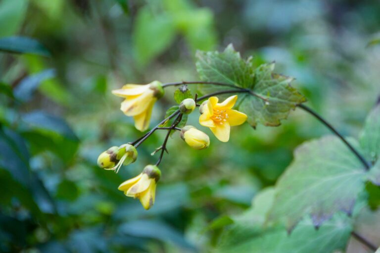 yellow waxbells