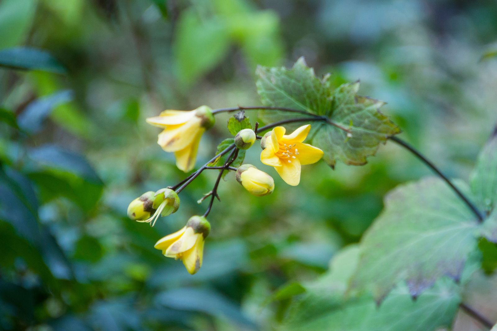 yellow waxbells