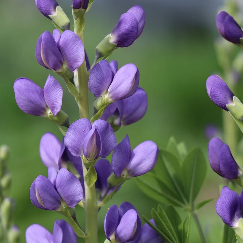 Blue Wild Indigo 