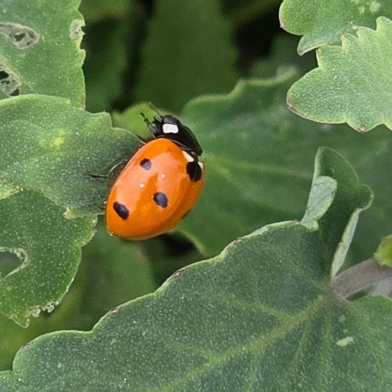Ladybugs Feed On Aphids And Reduce Infestations