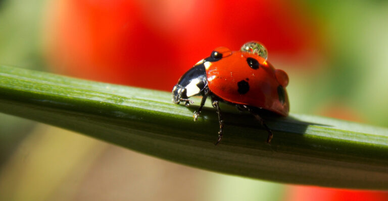 ladybug (featured image)