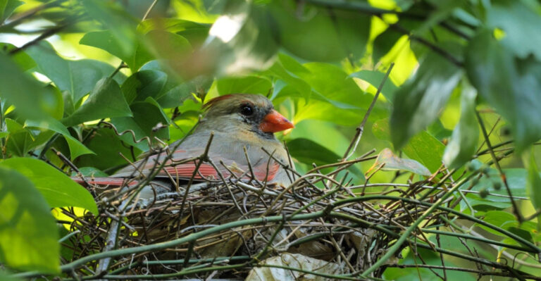 7 Ways Northern Cardinals Use Shrubs In Georgia During Spring
