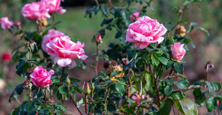 roses (featured image)