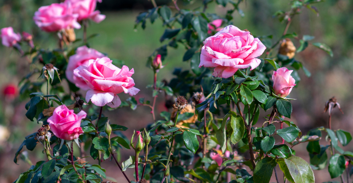 roses (featured image)