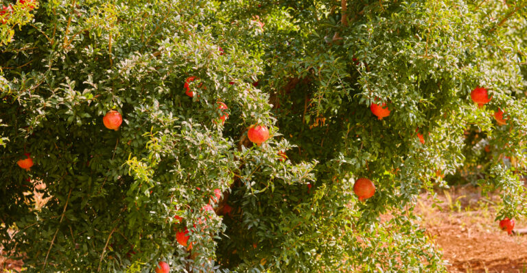 Pomegranate tree (featured image)