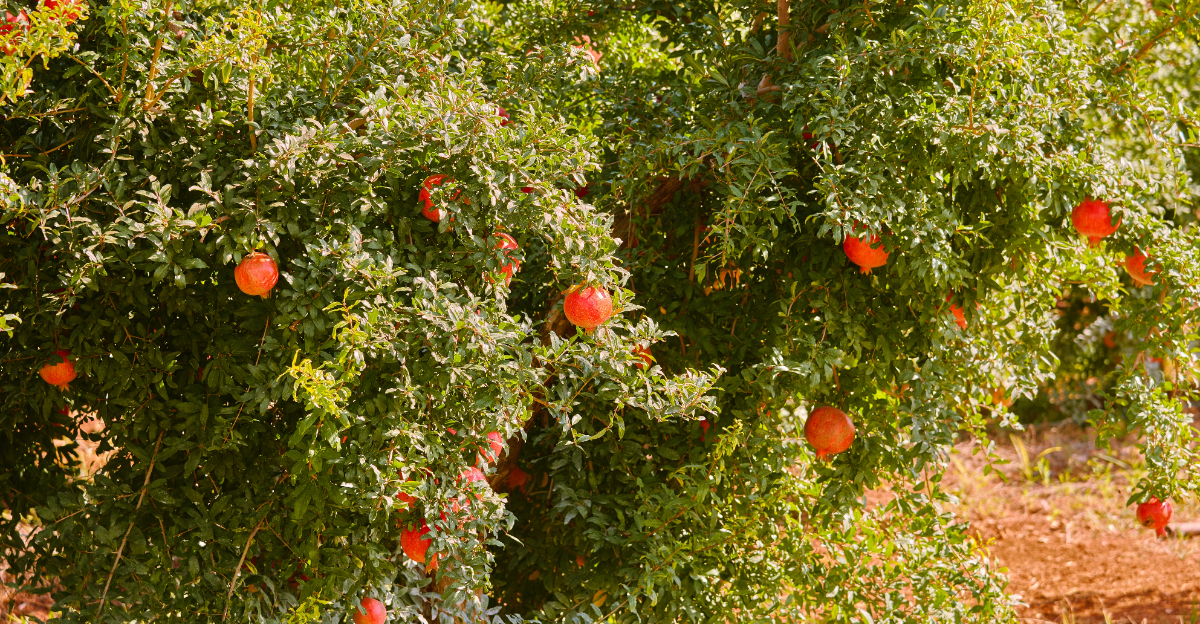Pomegranate tree (featured image)