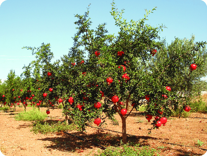Deep Watering Helps Pomegranate Trees Set And Hold More Fruit