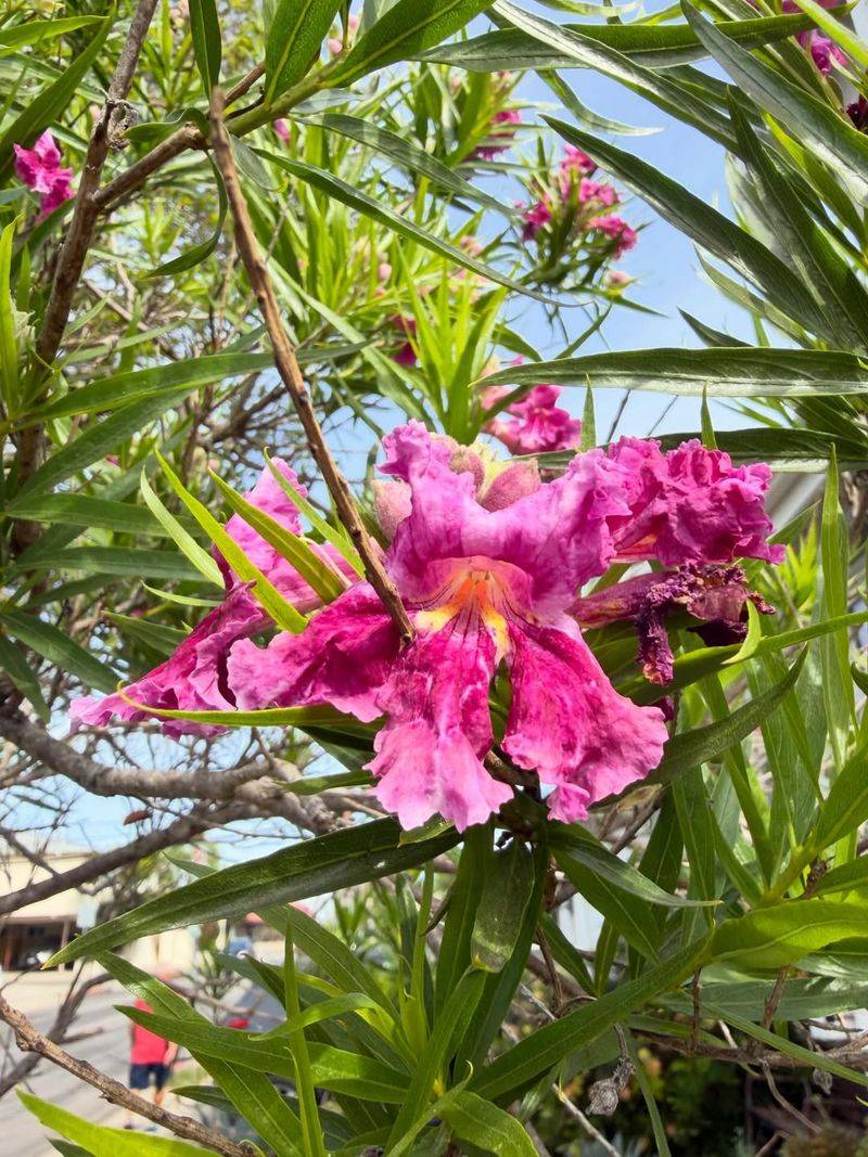 Desert Willow (Chilopsis Linearis)