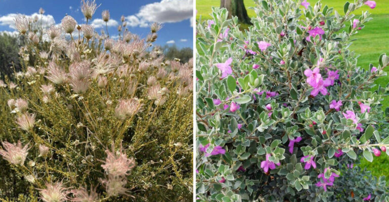 apache plume and texas sage
