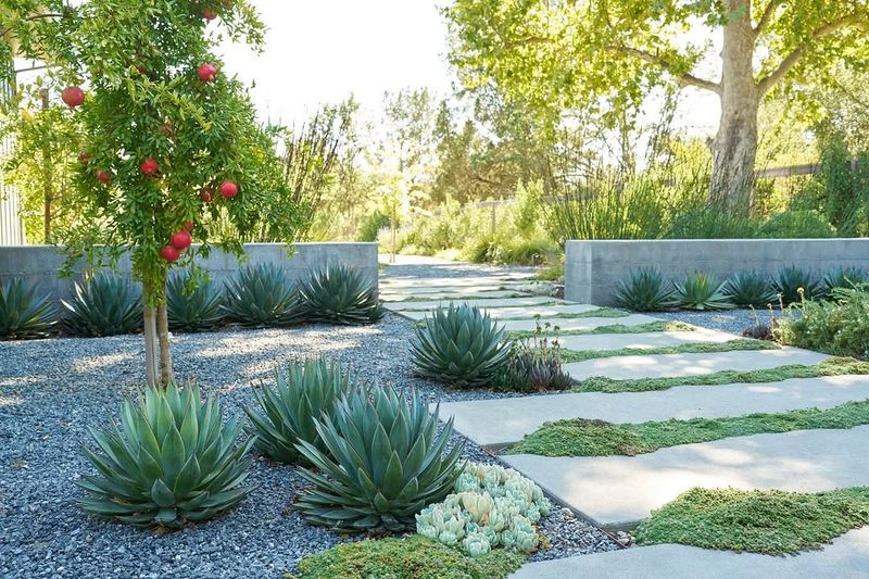 Use Agave For A Sculptural Look With Minimal Water