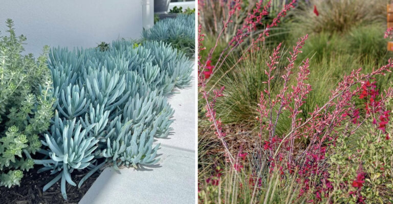 8 Arizona Entry Path Plants That Look Expensive But Need Little Water