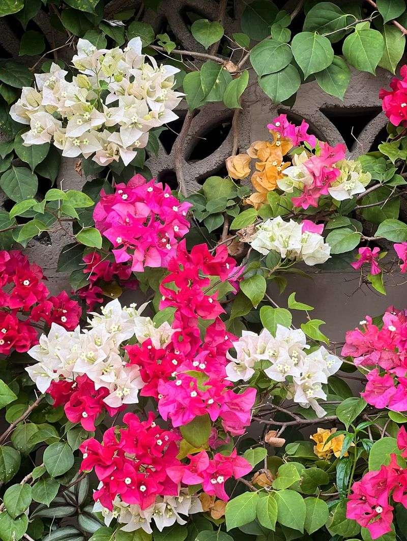 Bougainvillea Responds Well To Feeding Before Peak Bloom Season