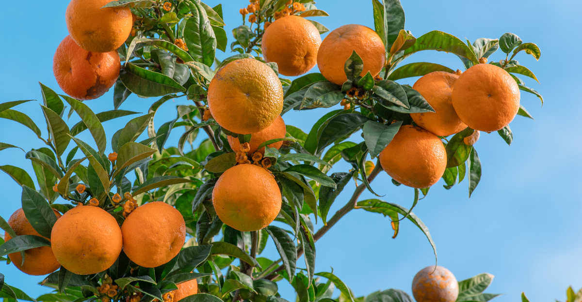 fruit tree (featured image)