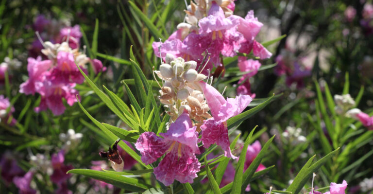 plant (featured image)