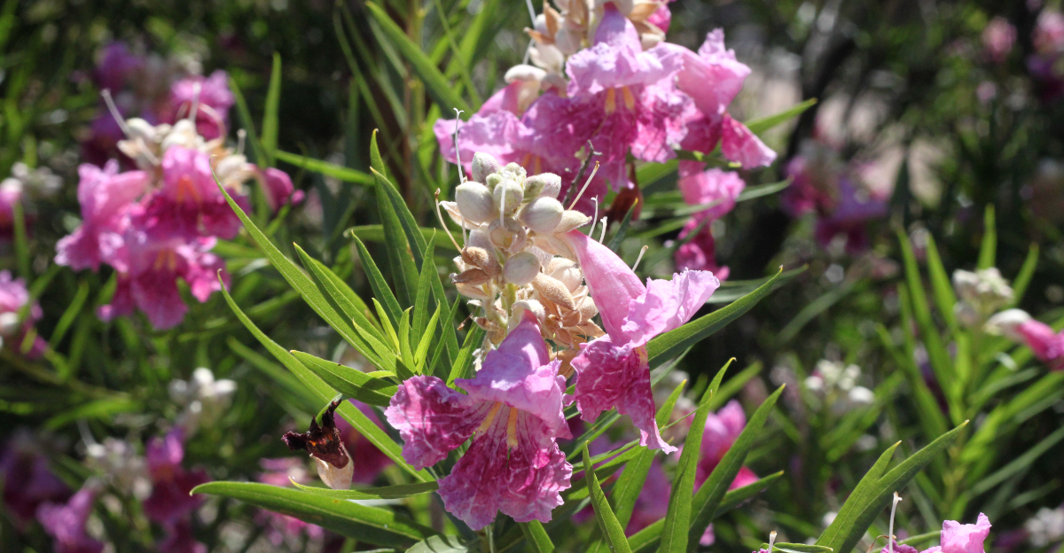 plant (featured image)