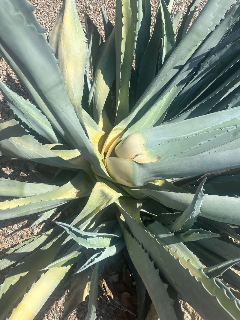 Agave Stores Water And Struggles In Soggy Soil