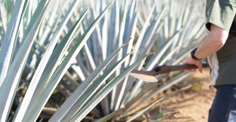 plant (featured image)
