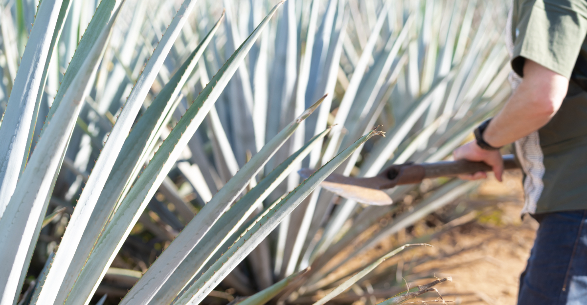 plant (featured image)