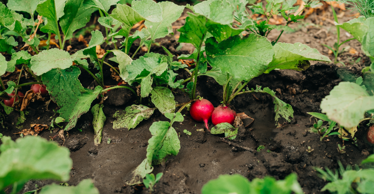 veggies (featured image)