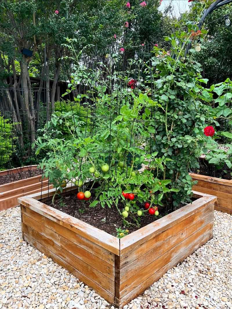 Tomatoes That Thrive In Warm Raised Beds