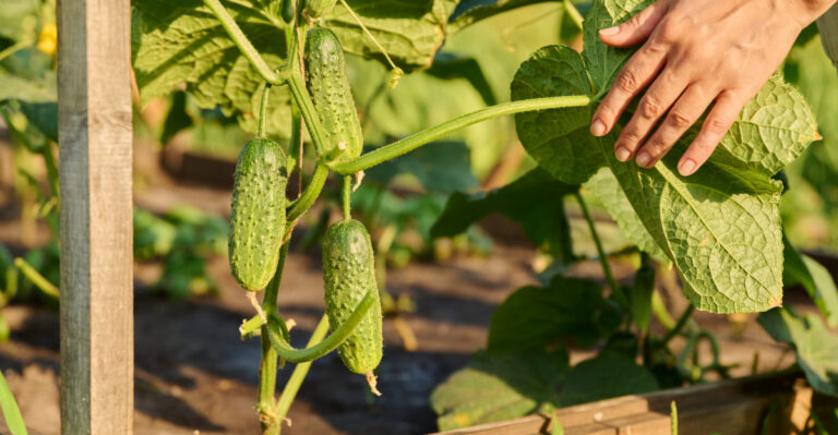 8 Beginner-Friendly Vegetables That Thrive In California Raised Garden Beds