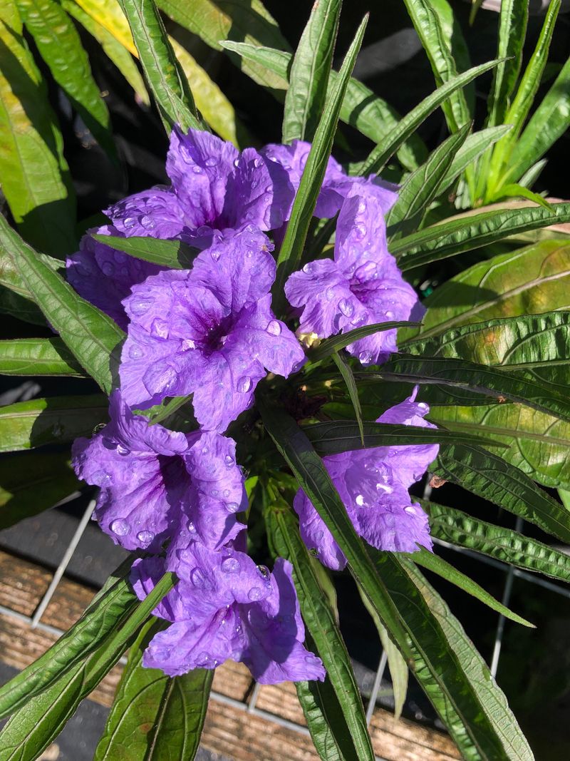 Dwarf Mexican Petunia Keeps Color Coming Through Texas Heat
