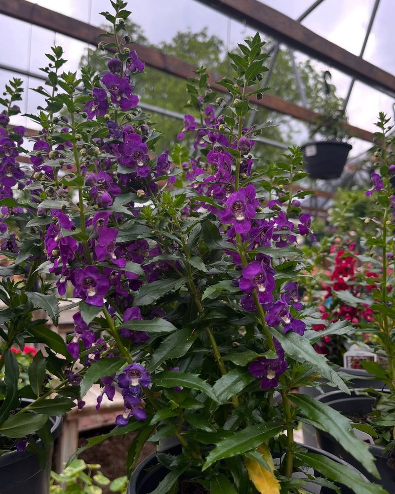 Angelonia Adds Upright Color In Small Spaces
