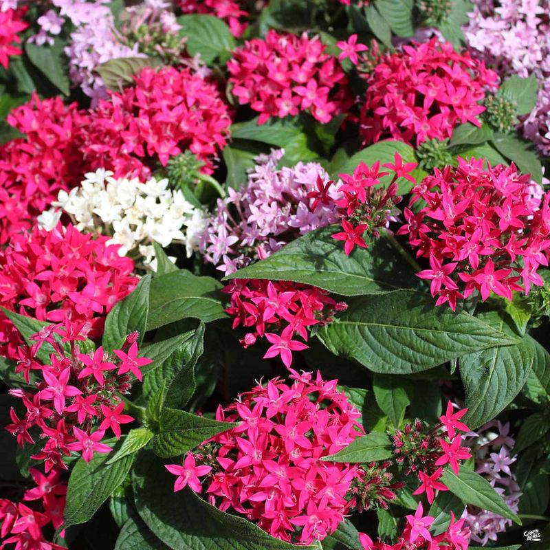 Compact Pentas Fill Pots With Long-Lasting Flowers
