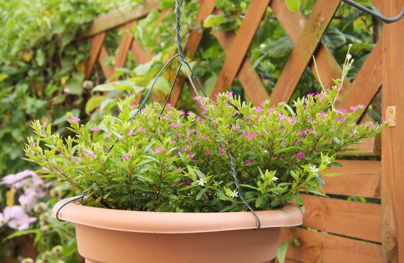 ‘Allyson’ Mexican Heather Softens Balconies With Fine Texture