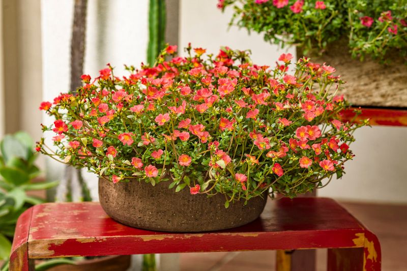 Purslane Spills Over Pots With Heat-Loving Color
